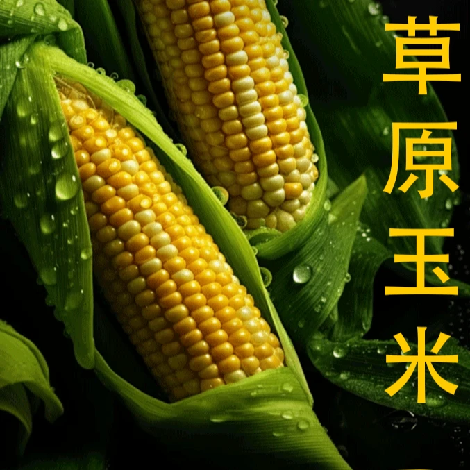 内蒙敖汉沙地黄糯玉米非转基因