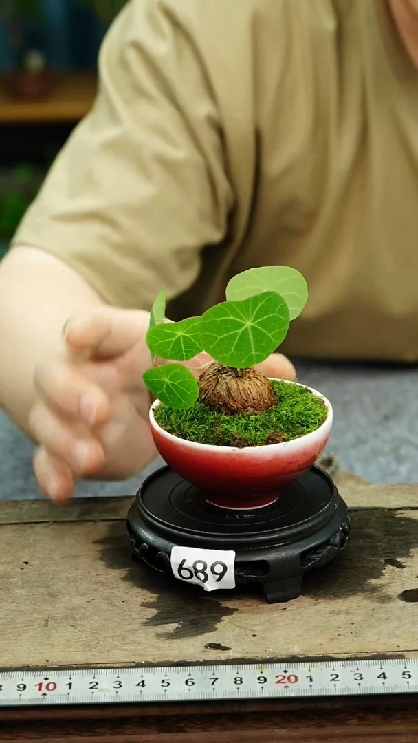 无花朵苔藓微景观689号