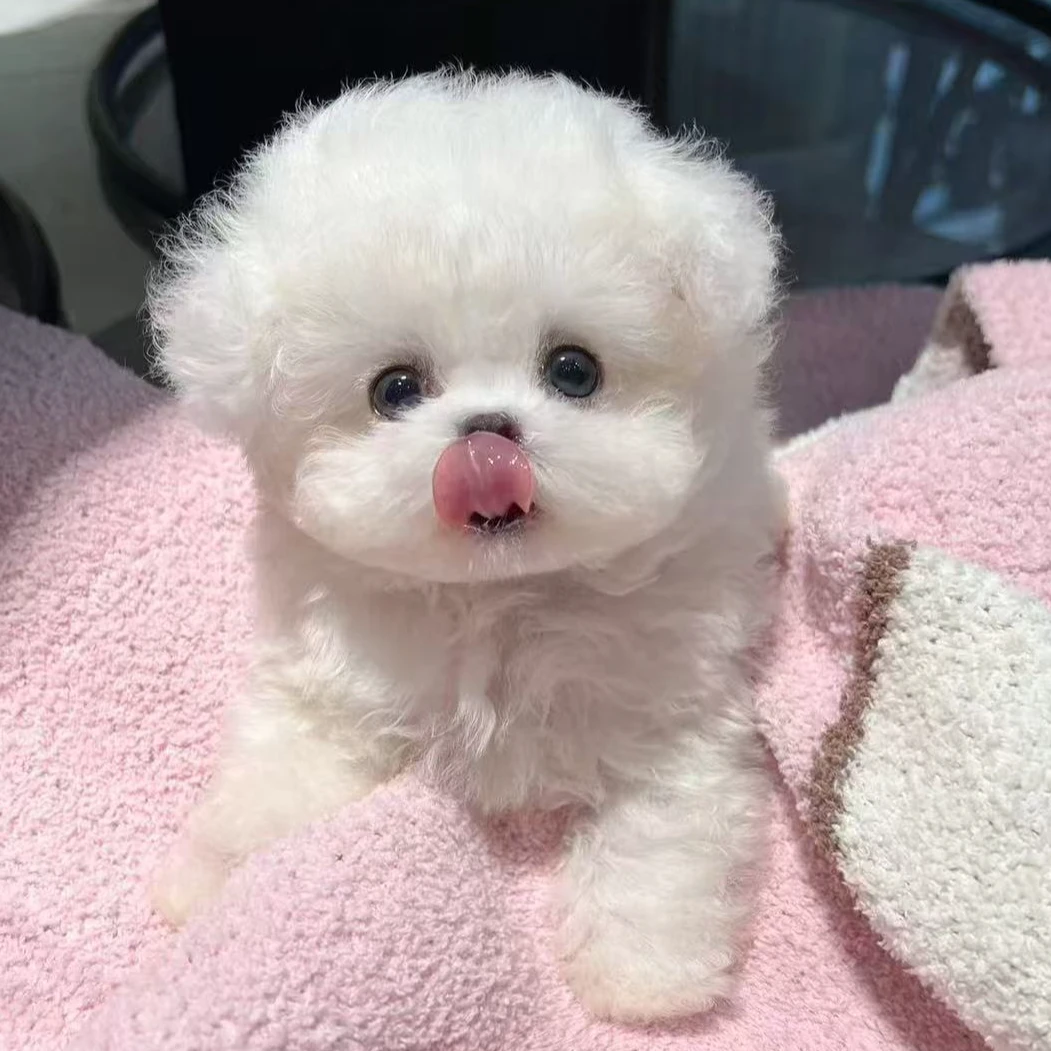 【甄心萌宠-啵啵】活体宠物