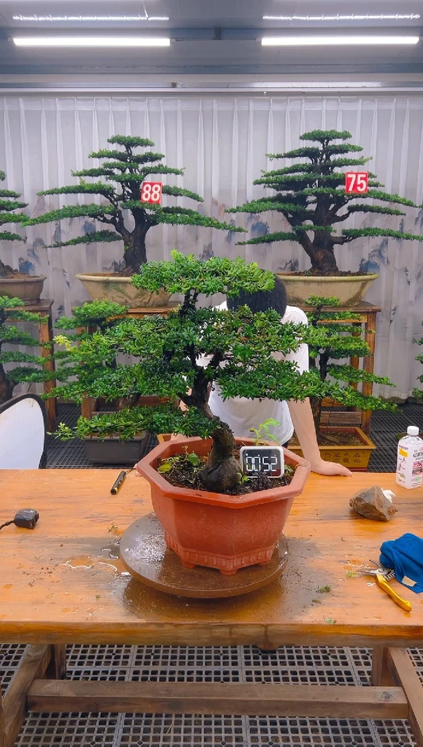 无花朵精品盆景直播间一物一拍