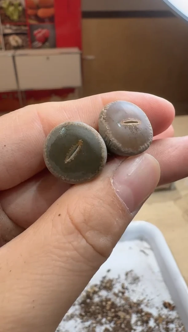 多肉植物肉锥脱土发29-306