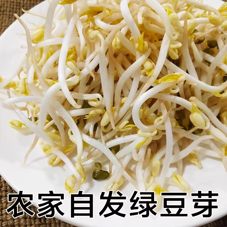 【生鲜冷链】农家妈妈自发1斤新鲜短粗绿豆芽黄豆芽黑豆芽蔬菜