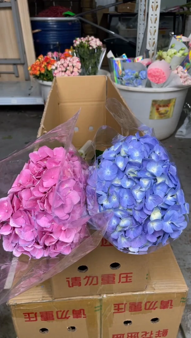 随机色绣球2枝**