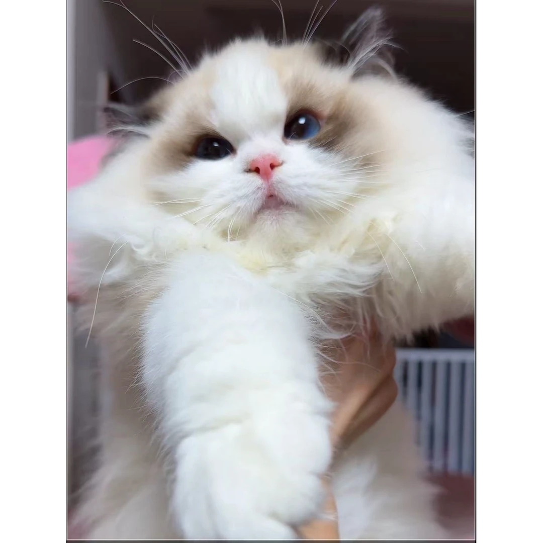 (希瑶家的小猫院)猫咪活体