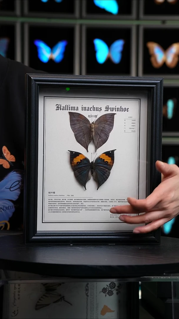 枯叶蝶正反两只中文版10寸欧式框