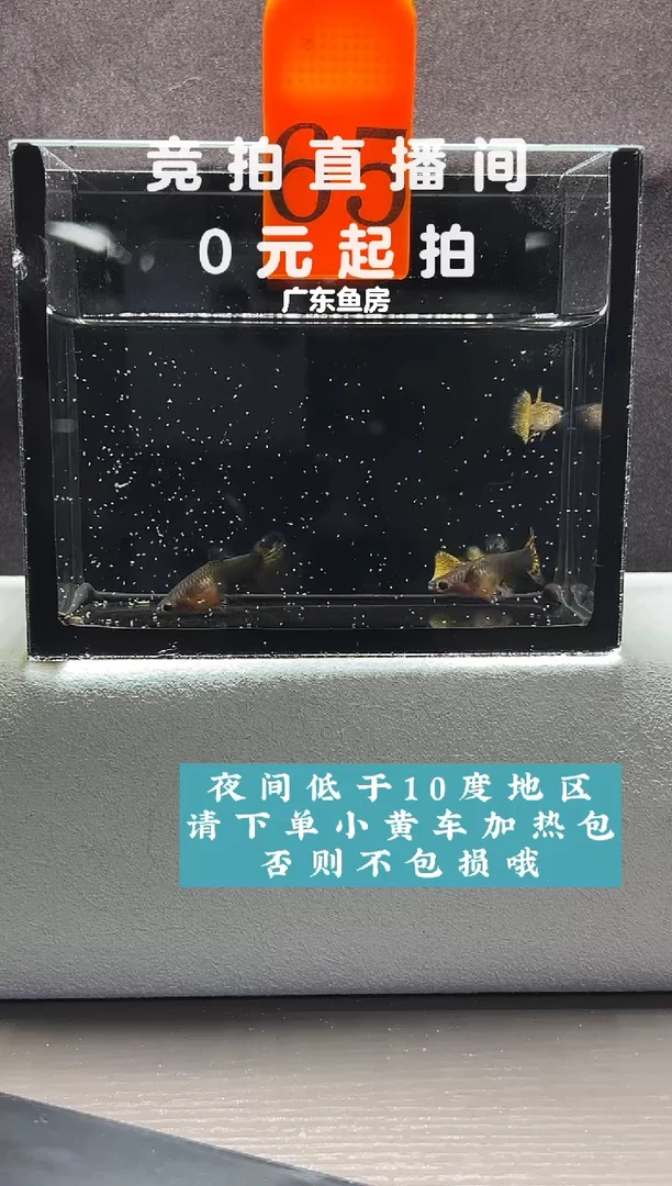 孔雀鱼蕾丝玻璃猫串串两对编号65