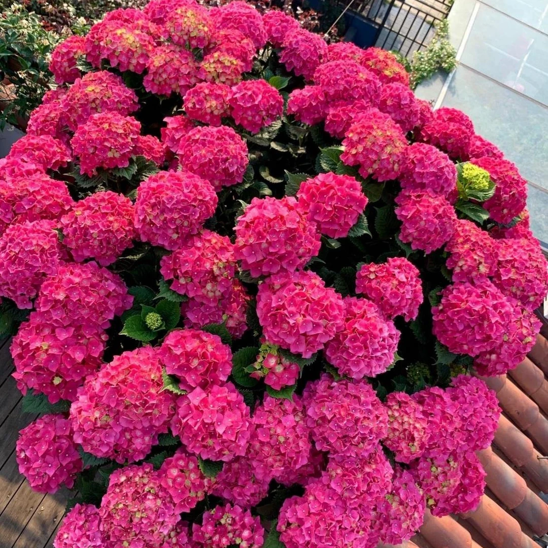 玫红妈妈盆栽绿植花卉室内阳台庭院灌木原盆原土开花