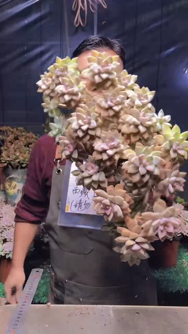 273淡雪缀化（一物一拍）