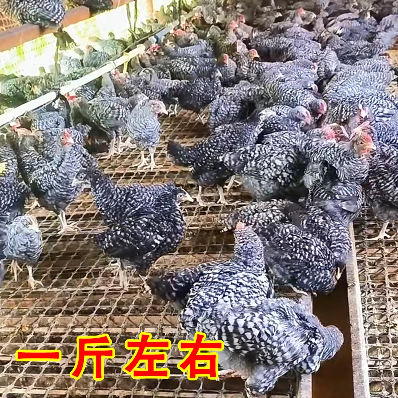 【一斤发货】林间散养黑芦花鸡活鸡可当宠物鸡一斤左右发货