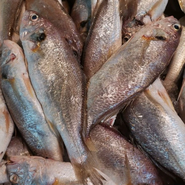 【围裙妈妈生鲜】东海纯野生水果鱼老鼠鱼硬头白果子拉爱宝顺丰包邮