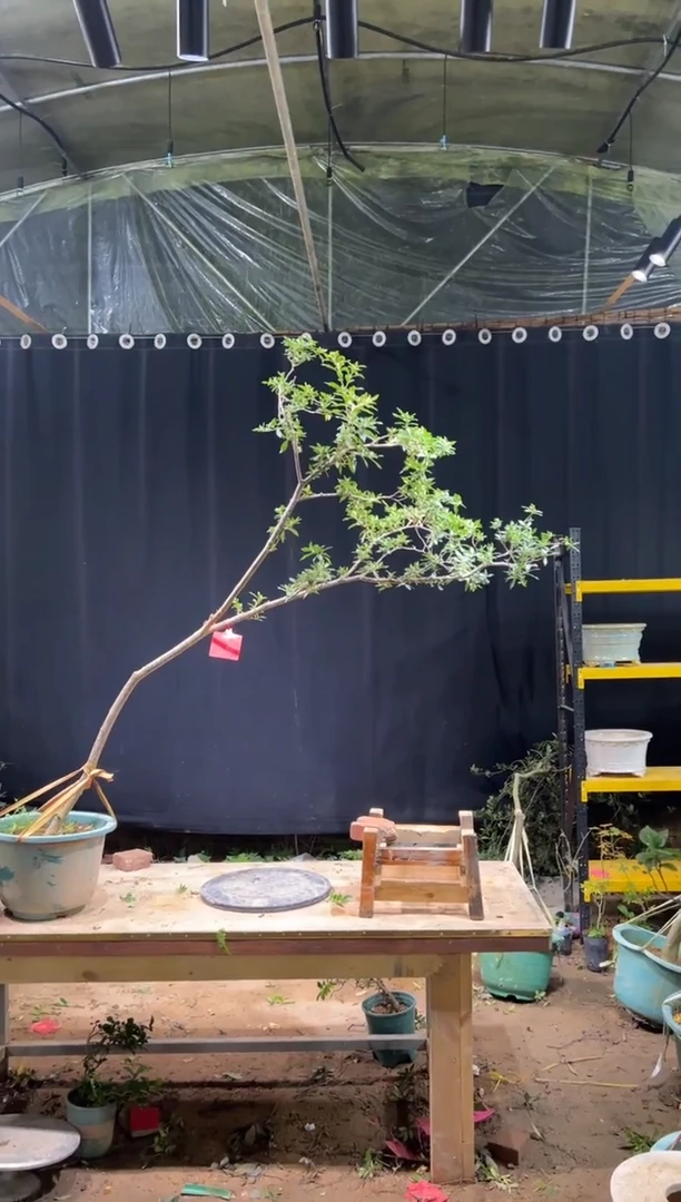 完全开放想*啊海岛栀子花