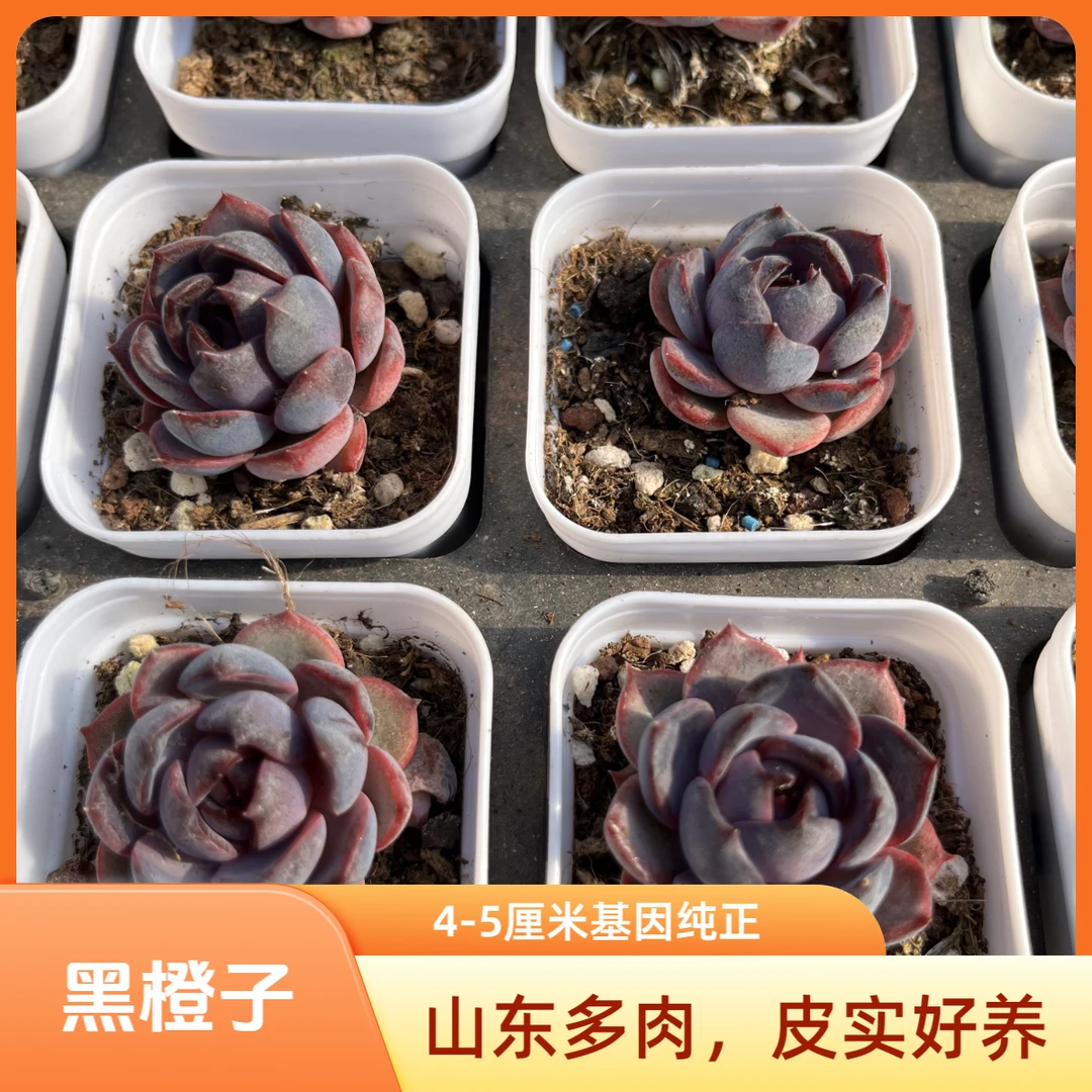 黑橙子3-5厘米老桩多肉