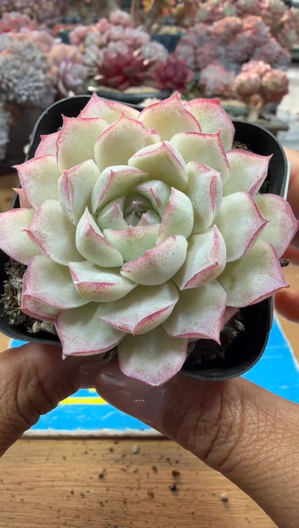 东云多肉园二店-89