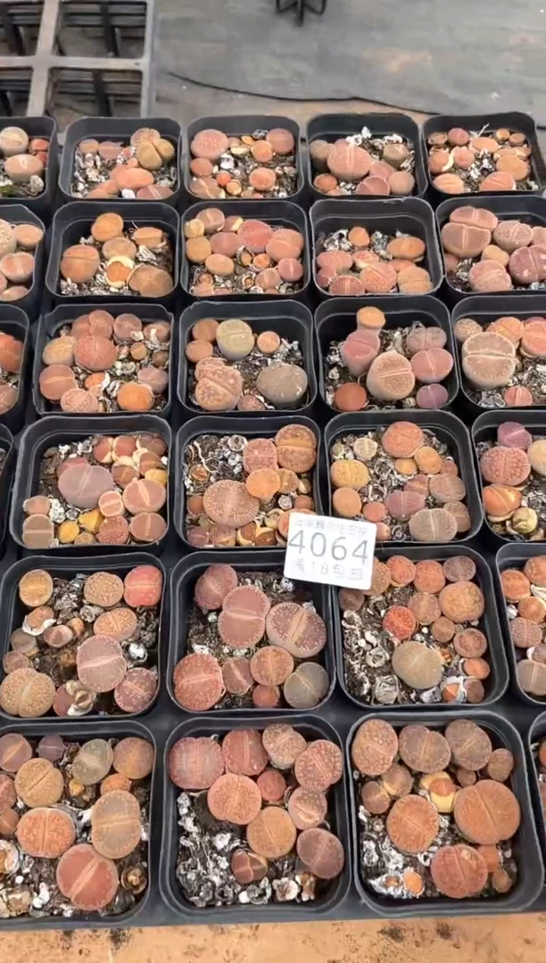4064特价七方日轮玉有疤瑕疵发货1盒量拍