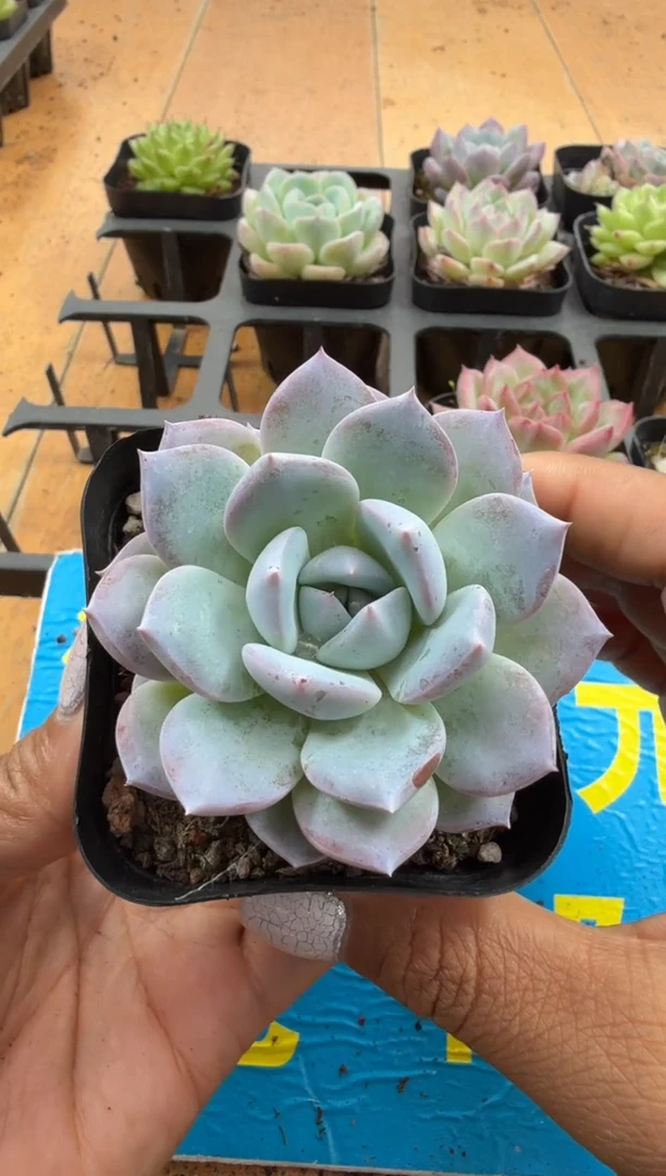 东云多肉园二店-155