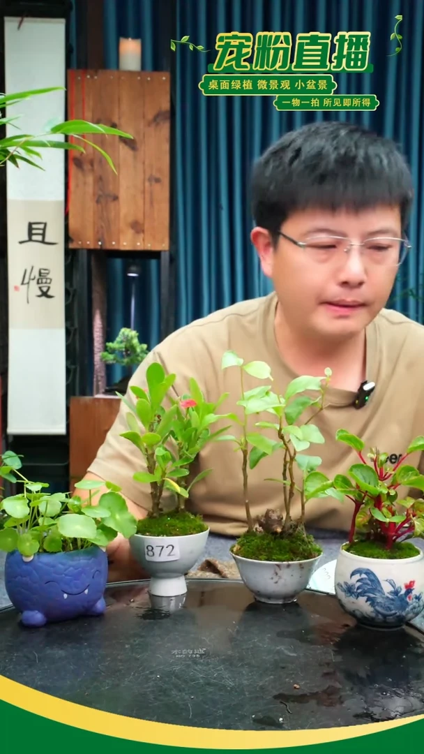 无花朵?****?苔藓微景观872号