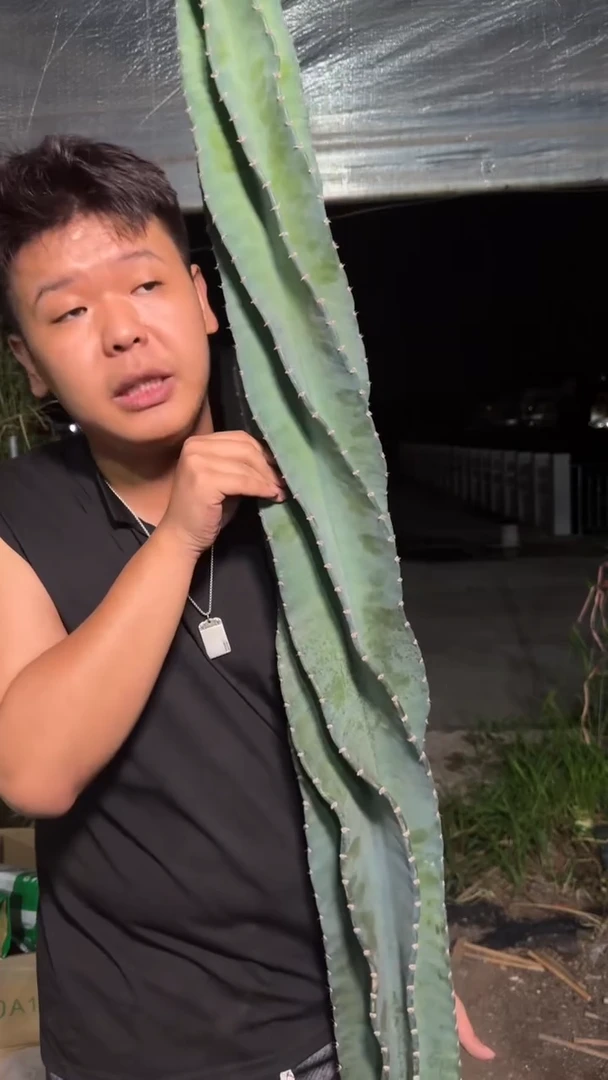 高80-100cm 秘鲁苹果【无根】