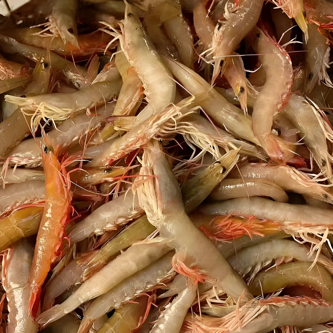 沙芦虾（麻虾）天然野生汕尾港深海捕捞冷冻冷链码头产地发货 3-5斤