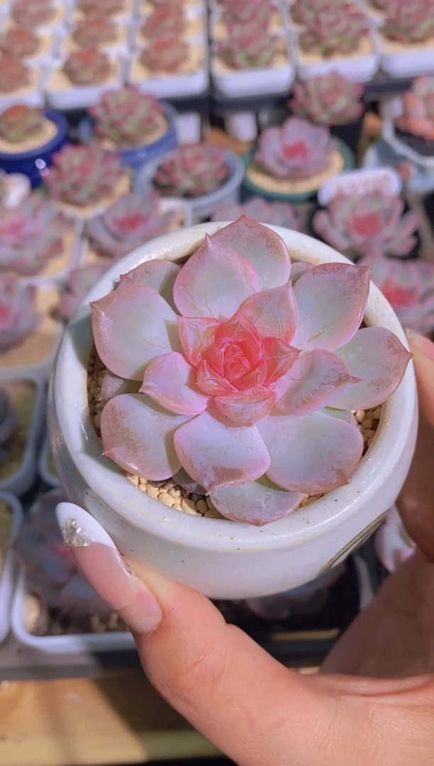 A370-W清茶（量拍）