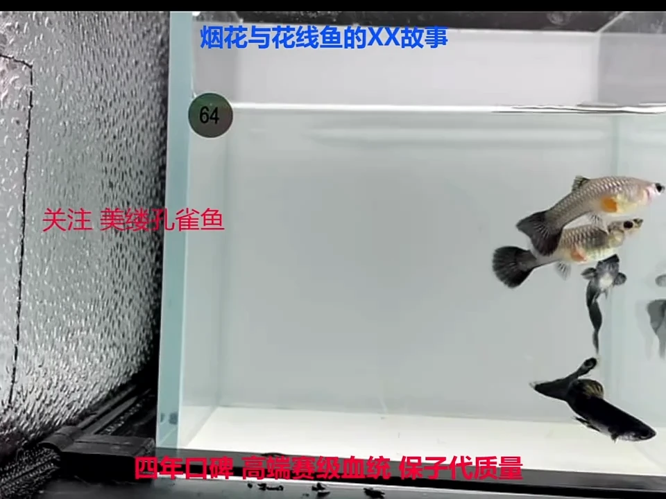 孔雀鱼木炭黑2对