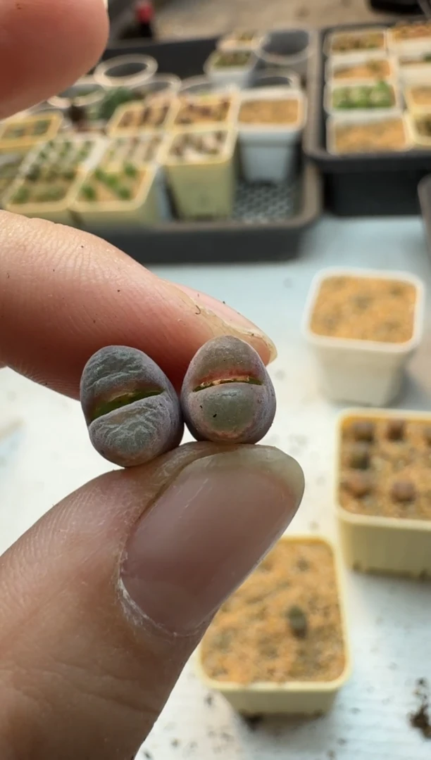 【闪购商品】17-369