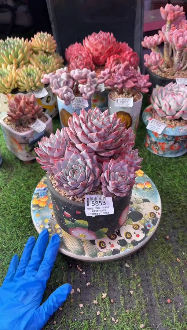 昆明印象多肉5853
