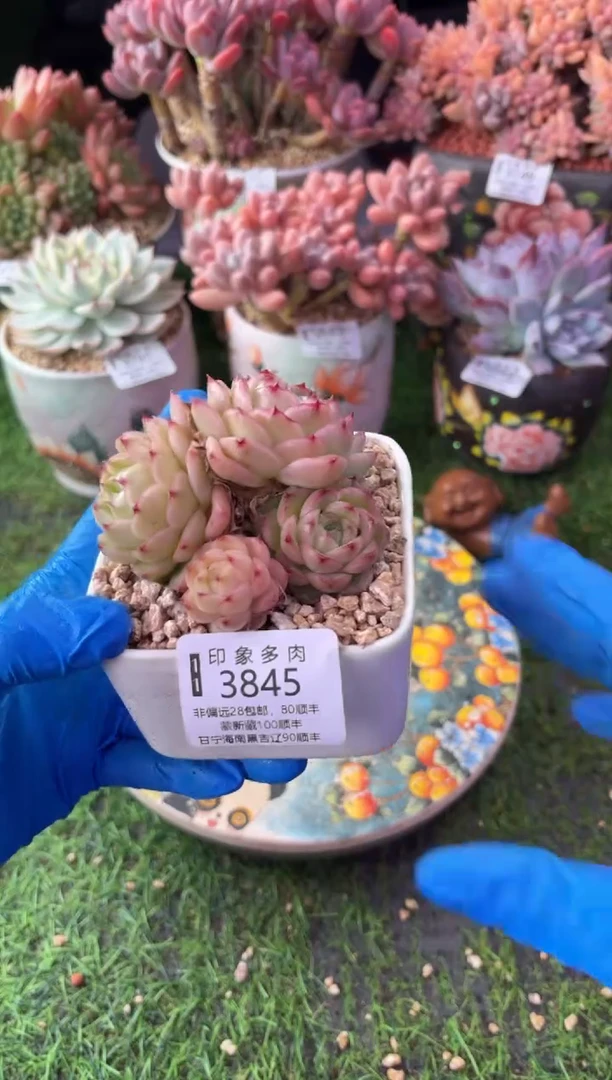 昆明印象多肉3845