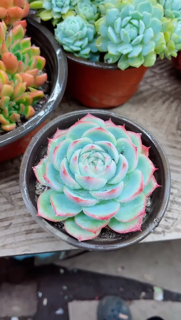 白***。23020多肉植物一物一拍