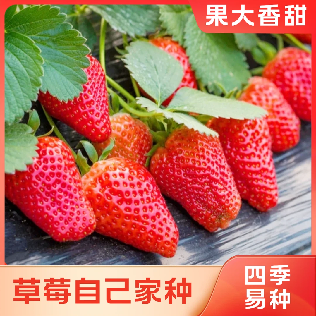 【奶油草莓种子】四季结果好养殖易活室内外水果盆栽植物草莓蔬菜