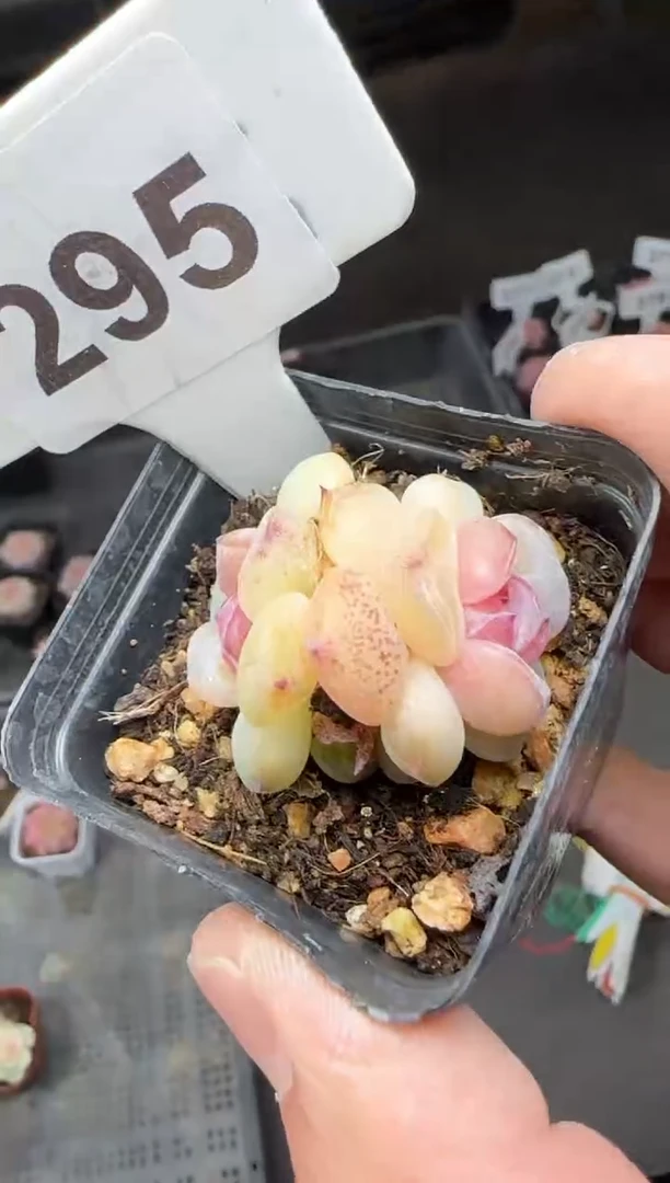 【闪购商品】一物一拍0210—295