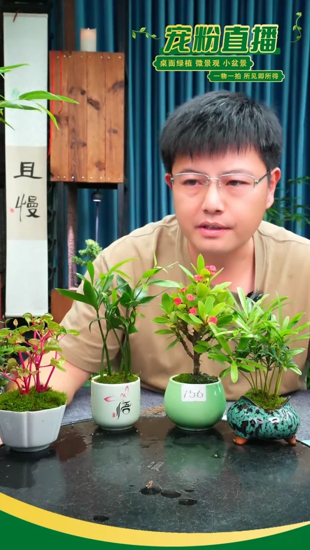 无花朵?*糖苔藓微景观756号