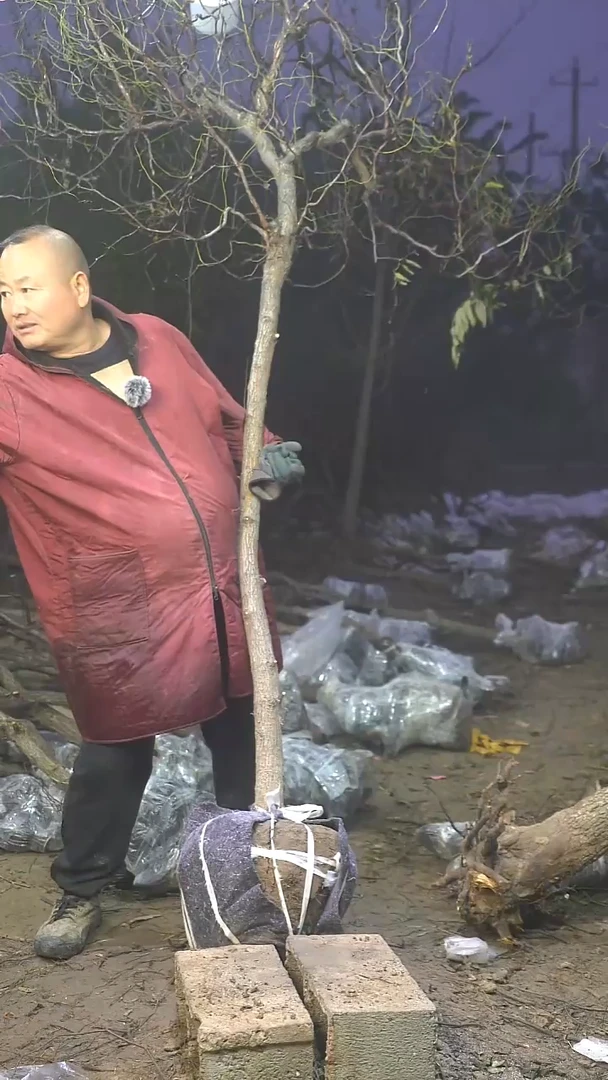 完全开放与**舞枣树441