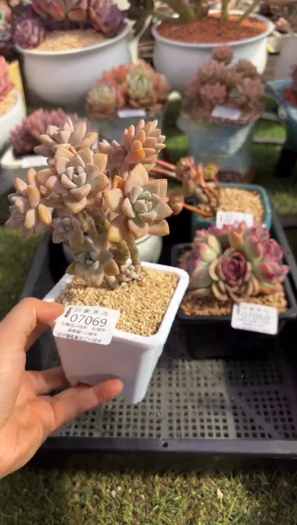 【闪购商品】07069