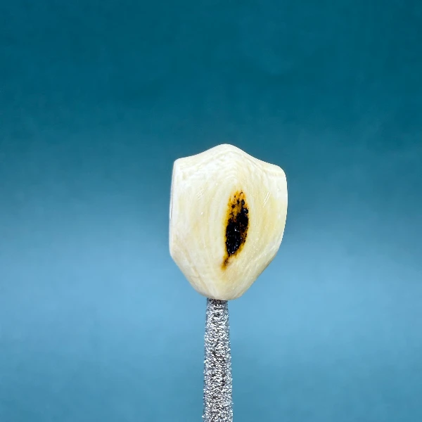 M2204天然猛犸牙蓝眼鲨鱼背三通10.3*14.5支持鉴定假一罚四