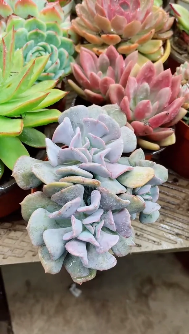^****^23007多肉植物一物一拍