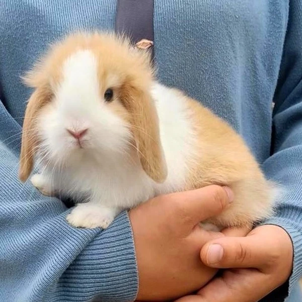 《菲菲专属》宠物兔活物安哥拉兔垂耳兔猫猫兔侏儒兔活体小白兔