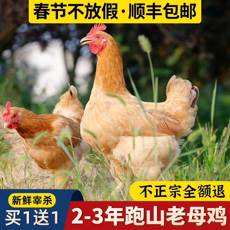 毕节散养土鸡两年老母鸡营养丰富