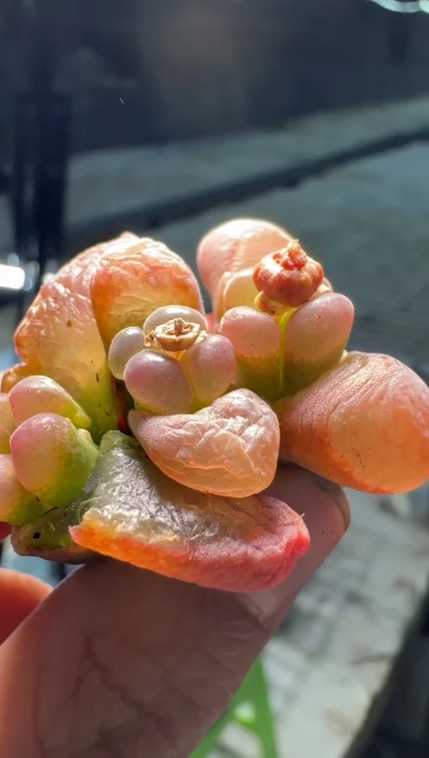 【闪购商品】5-126一颗