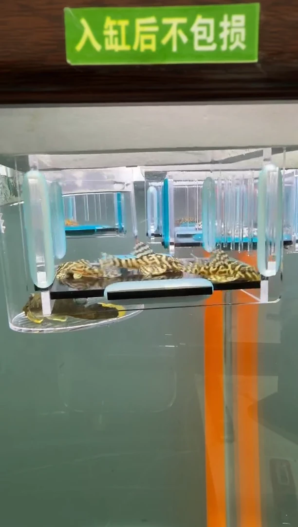 清道夫鱼127号4只333入缸不包损录制完整开箱视频3+厘米