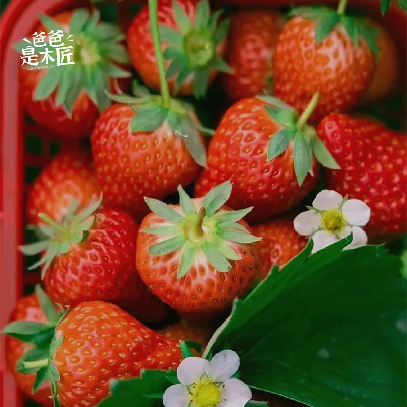 【预售】红色白色草莓盆栽