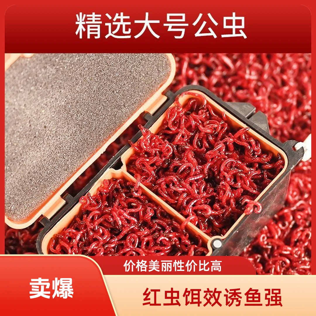【路亚逗钓~小马哥】鲜活红虫特大号公虫用于野钓鲫鱼饵料