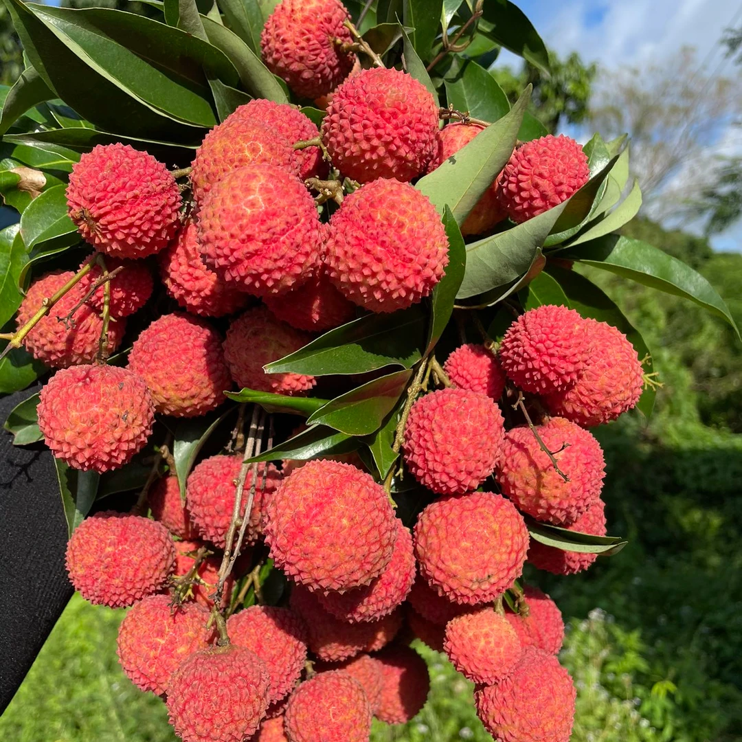 阿欢【顺丰冷链】广东桂味荔枝新鲜上市清香可口4斤装