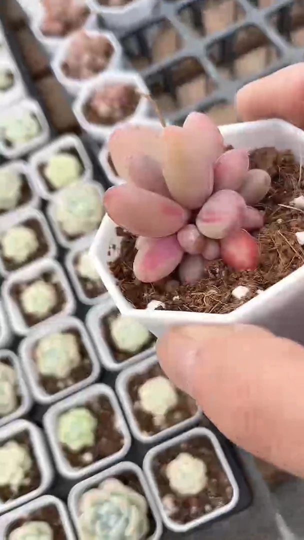 【闪购商品】糖果美人多肉