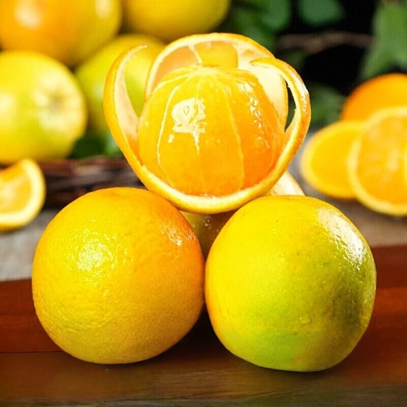 【夏橙-商用榨汁黑吉辽偏远地区】秭归夏橙产地直发皮薄汁微瑕酸甜