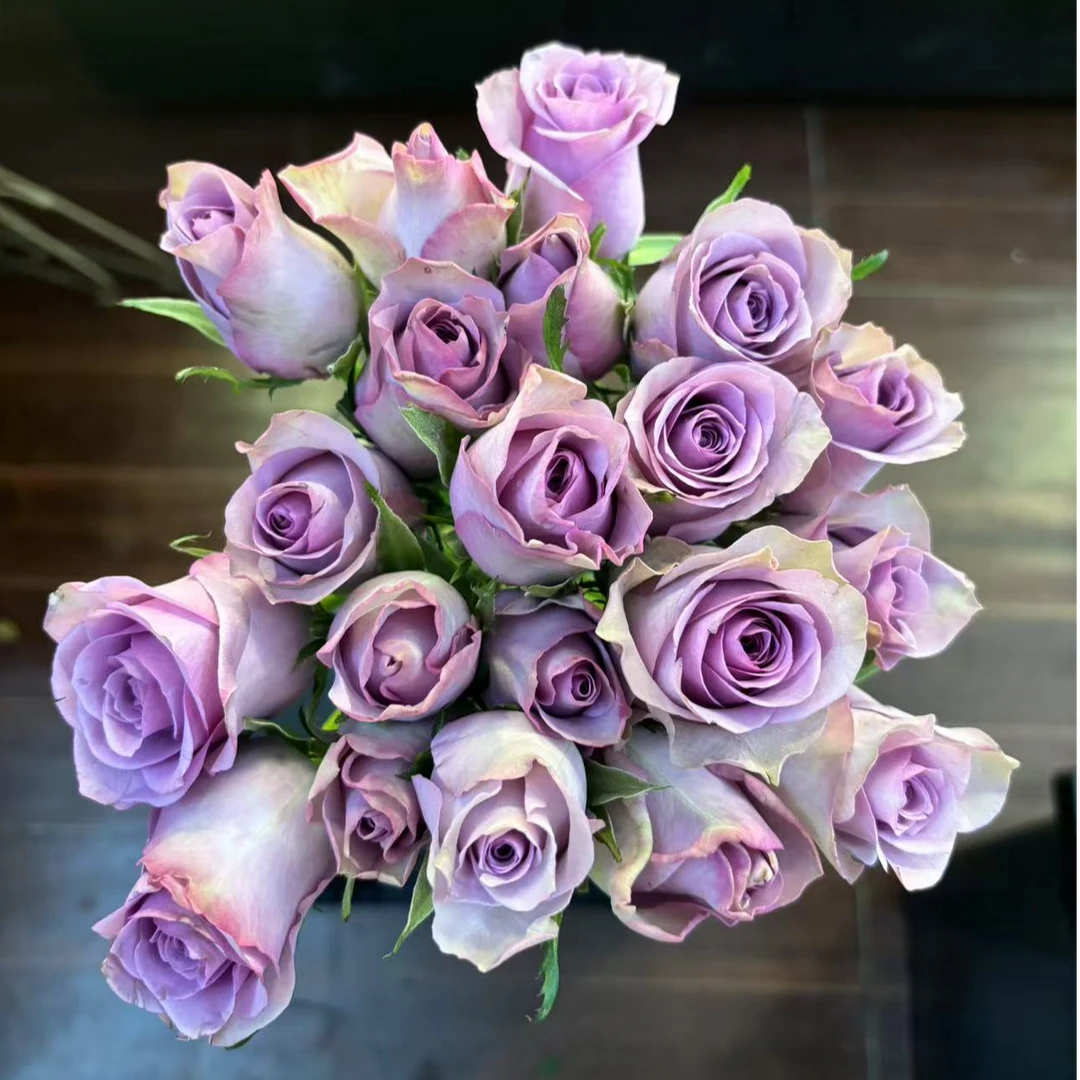 玫瑰专场—【紫霞仙子】