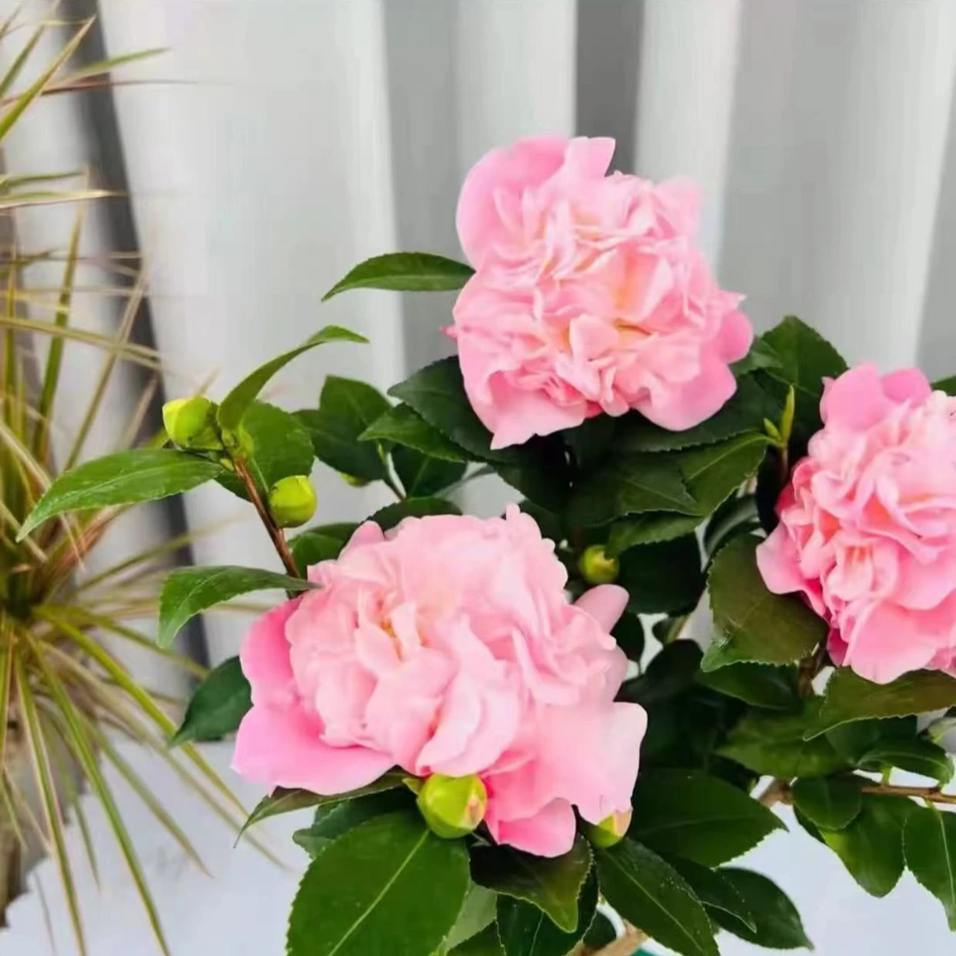【加大加高80-100cm】香妃山茶花原盆原土带花苞发
