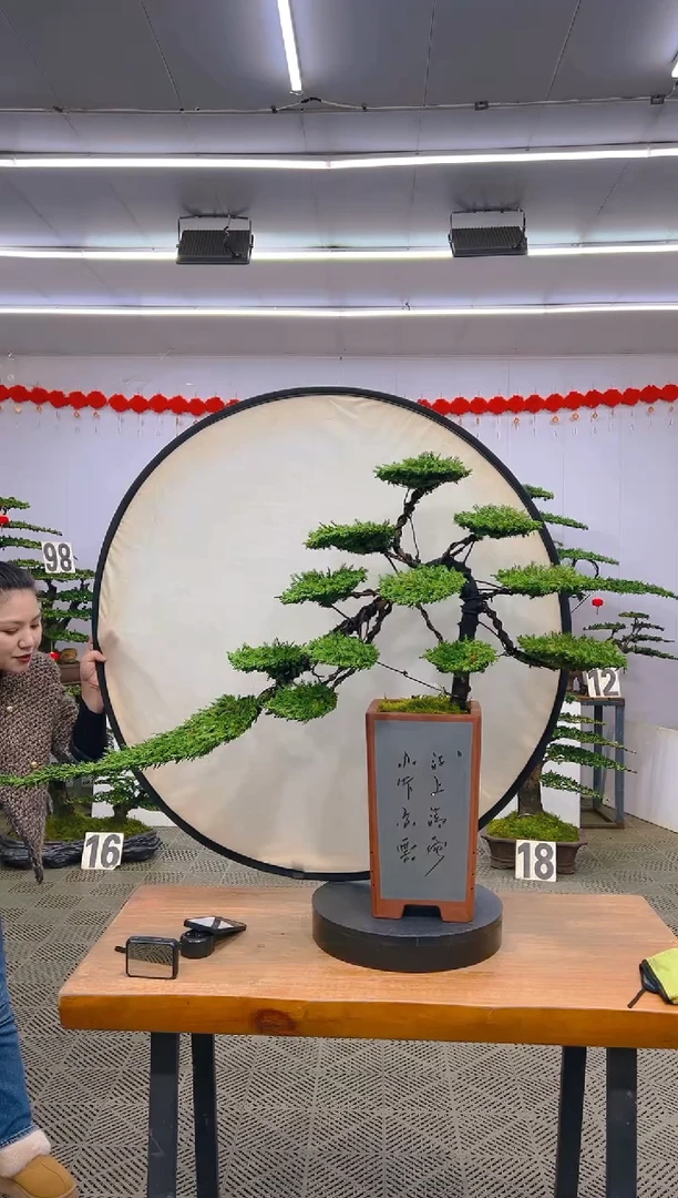 【闪购商品】盆景1