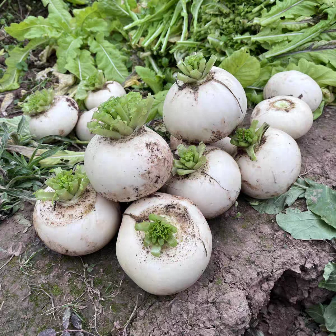 重庆新鲜白萝卜圆白萝卜脆甜化渣农家自种水果蔬菜火锅