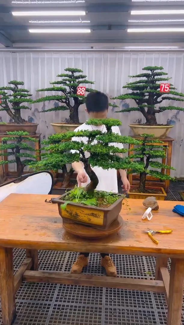 无花朵精品盆景直播间一物一拍