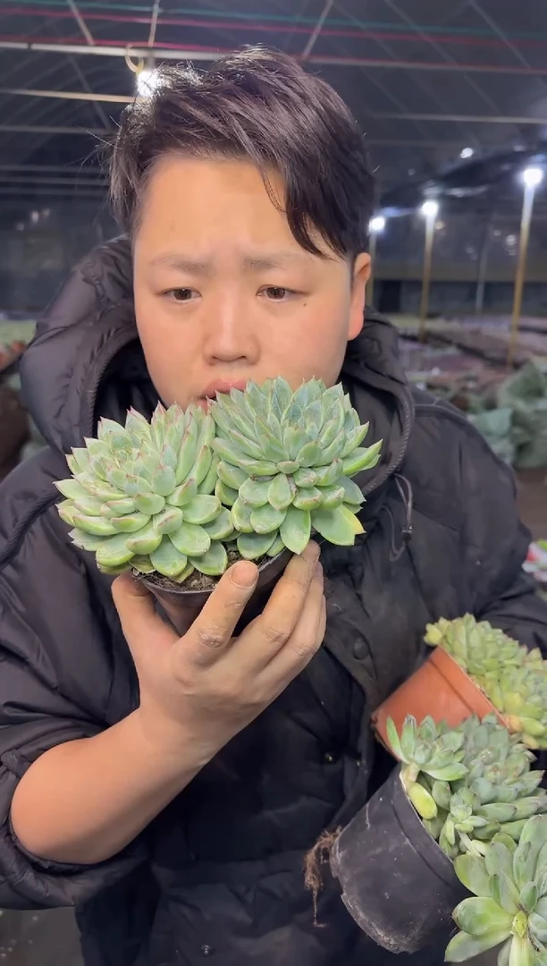双头起星际迷航3.99